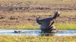 hippo