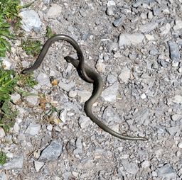 glass lizard