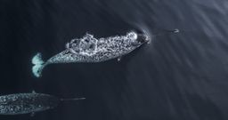 narwhal