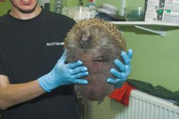 hedgehog